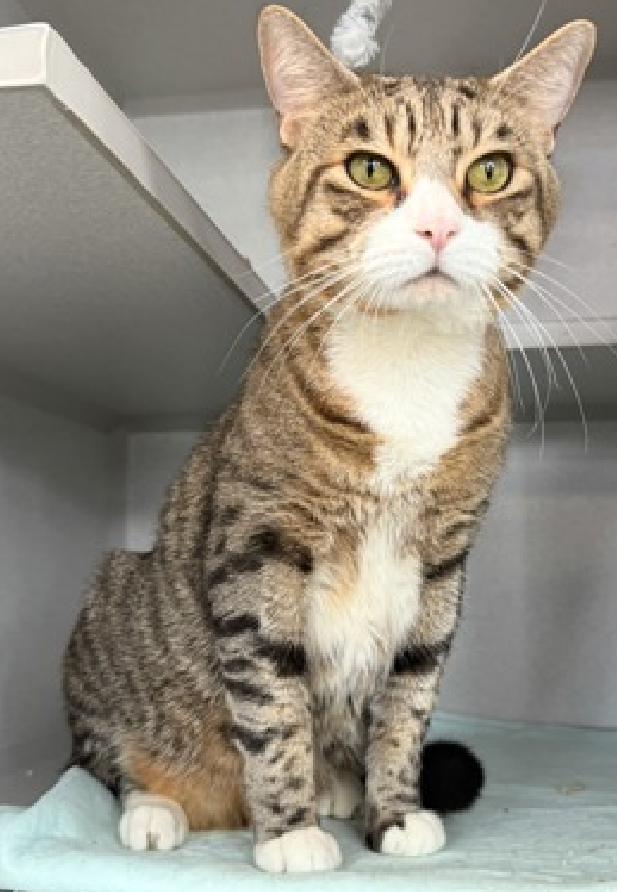 JLthekid9999's tweet photo. 🆘🆘 THOR (ID 253817), 7 YO, MALE –  IN MANHATTAN ACC - came into the shelter as an owner surrender on 5/6/2026, with the surrender reason stated as animal health - other.    🆘🆘 😿 😿 😿 😿

➡️TBD 7/18/26

➡️ SENIOR ALERT

➡️ TOO LOW ON PLEDGES TO STIMULATE RESCUE INTEREST

➡️ 🆘🆘  3RD Chance on Emergency Placement List – NO ROOM IN SHELTER – WILL NOT BE GIVEN MUCH MORE TIME – VERY HIGH EU/SILENT KILL RISK– 🆘🆘 😱🔥🔥😱

➡️ 72 DAYS IN SHELTER – TOO LONG – TIME IS RUNNING OUT

➡️ THOR IS ON THE EPL FOR BEHAVIORAL REASONS - While social with certain handlers, he continues to display challenging behavior during interactions. He is extremely intelligent and high energy, and needs to expend energy constructively with interactive play sessions 3-4X/day. In addition to playtime, this cat would also benefit from mental exercise from activities such as puzzle toys/games, lick mats, or clicker training. Without providing activity for his mind and body, the cat may react with rough play, potentially resulting in bite/scratch incidents. This designation often means that the cat will be given very little time for rescue/foster/adoption.🔥🔥🔥🔥

What my friends at ACC say about me: I can be slow to adjust to new environments. I prefer to take things at my own pace. Thor was at the front of the kennel, chatty and curious, and immediately ate treats. When the kennel door was opened, he remained at the front and appreciated all petting on his head, cheeks, and along his back. He was very calm when picked up and held and remained so when set back down, and then ate squeeze up treats. He's a good boy who might have a slight tendency to overstimulate. Thor tolerates attention and petting but may overstimulate and has a history of biting and swatting during interactions in the shelter. We recommend that he go to a home with some cat experience preferred and be well counseled in overstimulation, petting induced aggression, nervous cat behavior and or a tendency to become ramped up. A volunteer writes: Thor deserves well his name. He is a handsome, elegant and smartly dressed gent, may be a little timid but very sweet and appreciative of petting and sweet words. Thor came to us without any other information than having some urinary troubles for possibly a few months. He seems to have been well cared for by his former family who could not afford his veterinary care. Thor is now much better and on a special diet to prevent the formation of stones in his urine. He is a sweet and good looking middle aged gentleman, a bit shy but who after some "pep talks" leans into pets, purrs and even starts playing with feather wands. He is well mannered and performed very well on his behavior evaluation. Thor would love to be a beloved pet once again and may be it could be with you! UPDATE: Thor has been with us for over a month now. His patience, his exemplary behavior and sweetness have no boundaries. A cat like him so deserves a loving home. Spending time with him feels good. He is always available, kind and well mannered. Yes, there is soo much competition:the kittens, the younger cats and those who are not on a special diet. Thor has lots against him but he is a very sweet cat who will give a lot of love, comfort and loyalty to his new family. Will you consider Thor for your new forever best friend? ❤️ 😻❤️ 😻❤️ 😻

NEEDS OUT OF SHELTER ASAP –

Please RT or pledge, if you can, to save this little one.

@AdamsPaulGrimke
@mehser12

💔😿🙏Thank you