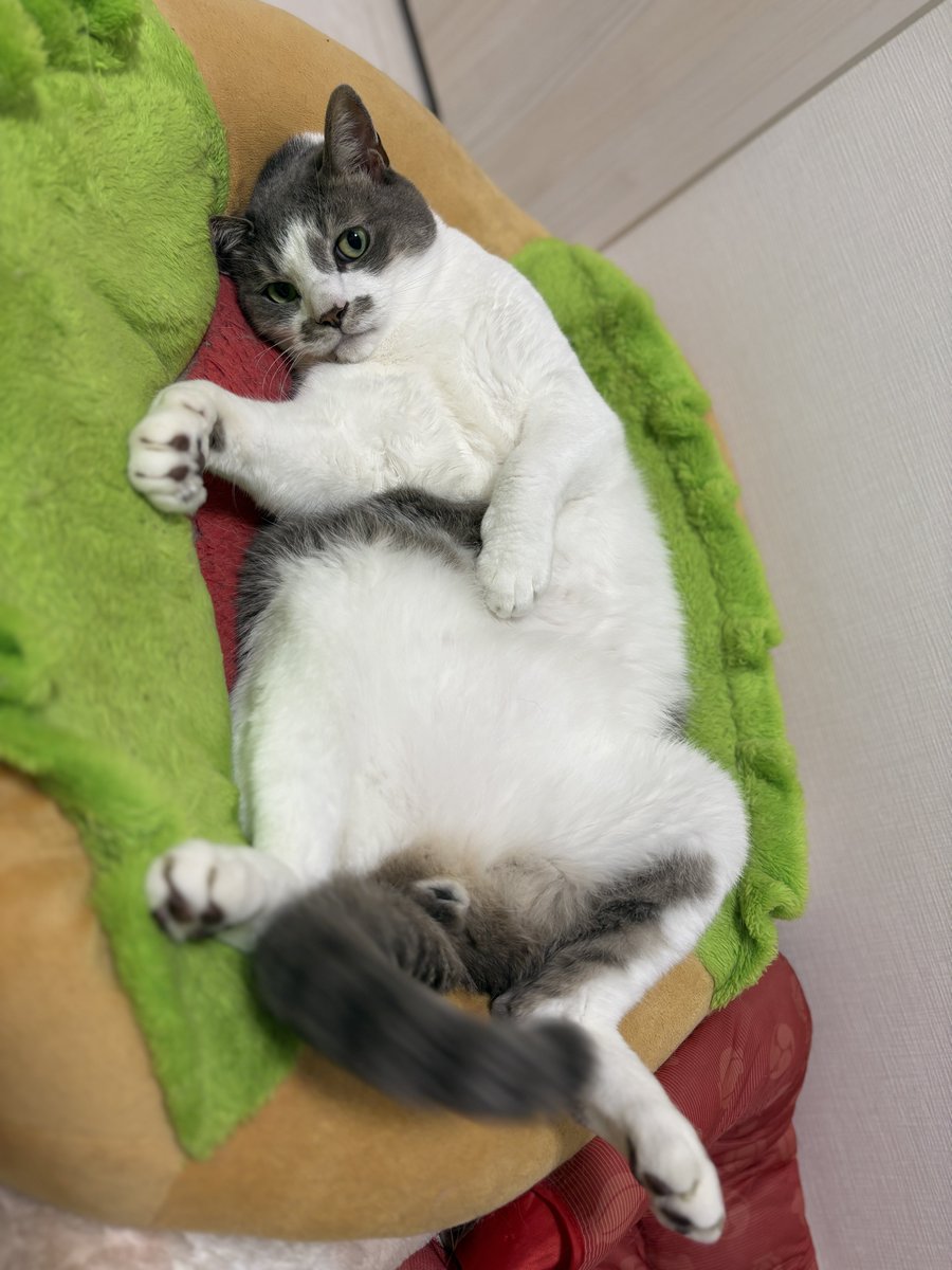 stkmtkw's tweet photo. 家出る時も帰ってきた時も
こうすれば構ってもらえるって
分かってるのが本当かわいい。

カンタと天は甘えっ子だけど絶対しないから
意外とツン強めの子の方がこうなのかな？

#猫 #猫のいる暮らし #サバ白 https://t.co/OmGlCiizYK