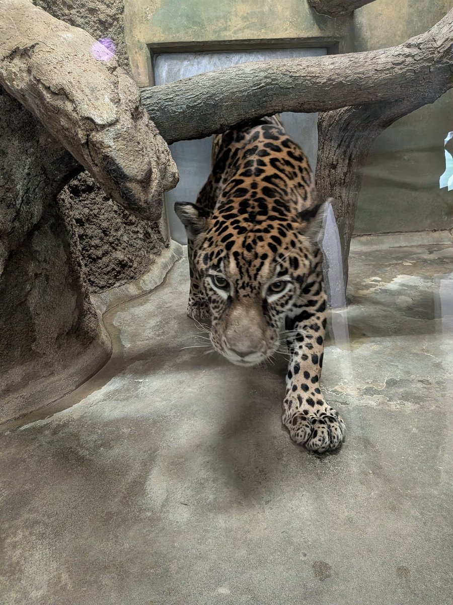 0701comugi's tweet photo. 卯月　小助✨かっこいい💖
#日本平動物園 
#ジャガー 
#卯月小助 https://t.co/MjDeBlaCp8