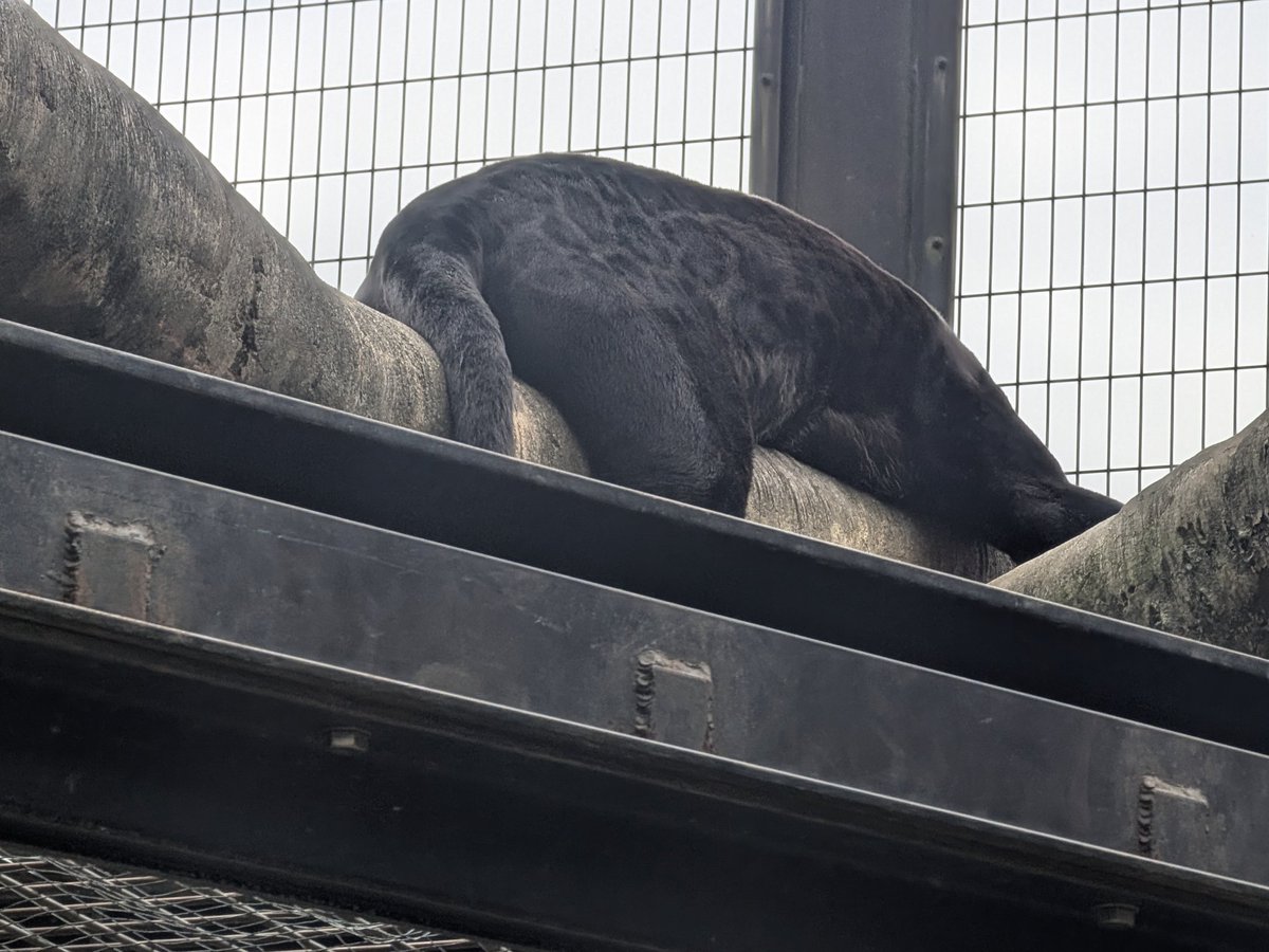 0701comugi's tweet photo. 小梅さんの寝方が親近感を持ってしまうのよね😂💞
#日本平動物園 
#ジャガー 
#小梅 https://t.co/BDs74fLs9M