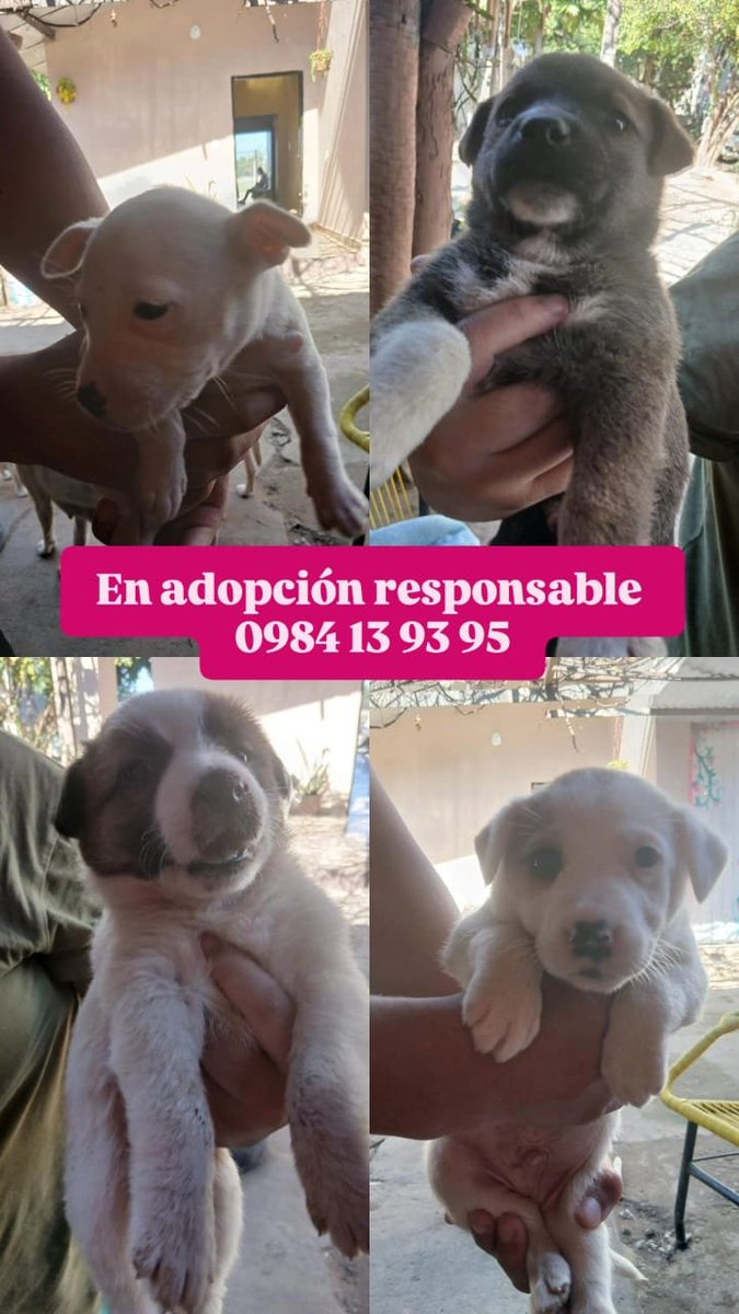 Ref_AdriMoreira's tweet photo. NOS AYUDAN COMPARTIENDO 🐾✨️💕 https://t.co/N9rBNaU6J0
