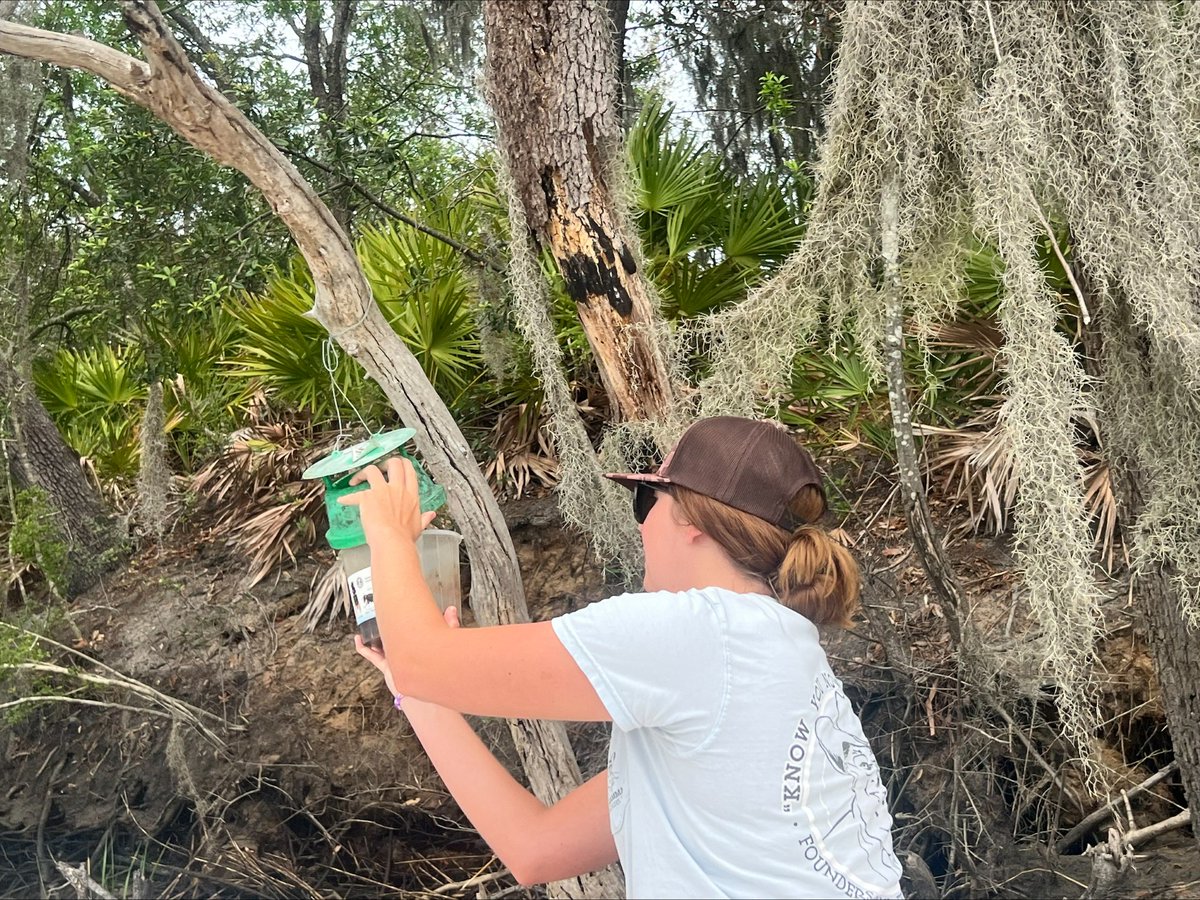 GaDeptAg's tweet photo. Our Plant Protection Division interns, Jade Biggers and Natalie Burney, have been working hard this summer to stop the spread of Yellow-legged Hornets in Georgia.

They’ve eradicated nests, loaded supplies, and supported trapping efforts of this invasive species.

We’ve made great progress, but the Plant Protection team still needs your assistance in reporting YLH sightings. Help us protect pollinators and Georgia’s #1 industry -contact yellow.legged.hornet@agr.georgia.gov to report a nest.