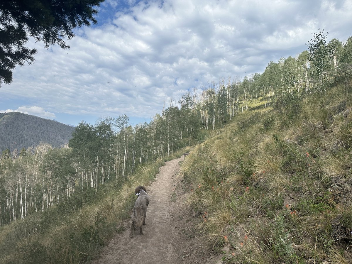 mikealfred's tweet photo. Out for a 35 miler above 10,000ft with my pup. Will check the market on Saturday. https://t.co/pSHnf481wD
