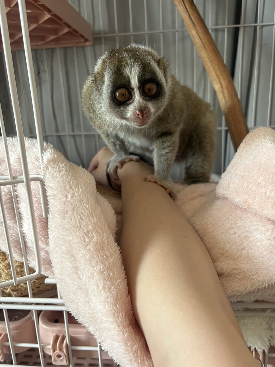 kn0701's tweet photo. もちもちスローロリス https://t.co/7vmnm8IYuB
