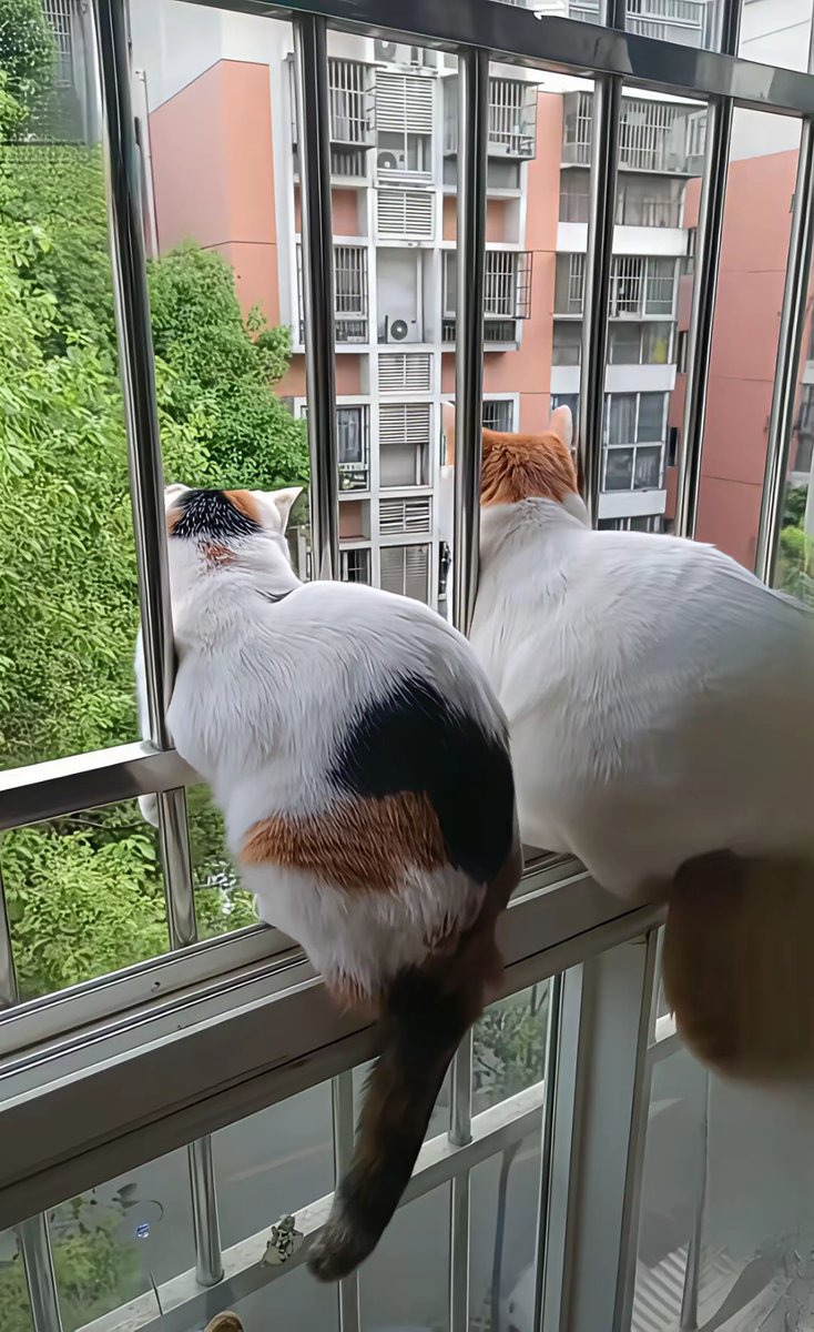 KingofB612's tweet photo. Cozy Sunday morning vibes: making fresh toast with jam while my cat naps on the windowsill. Nothing beats slow, quiet home moments.， https://t.co/6zNlSgL9bm