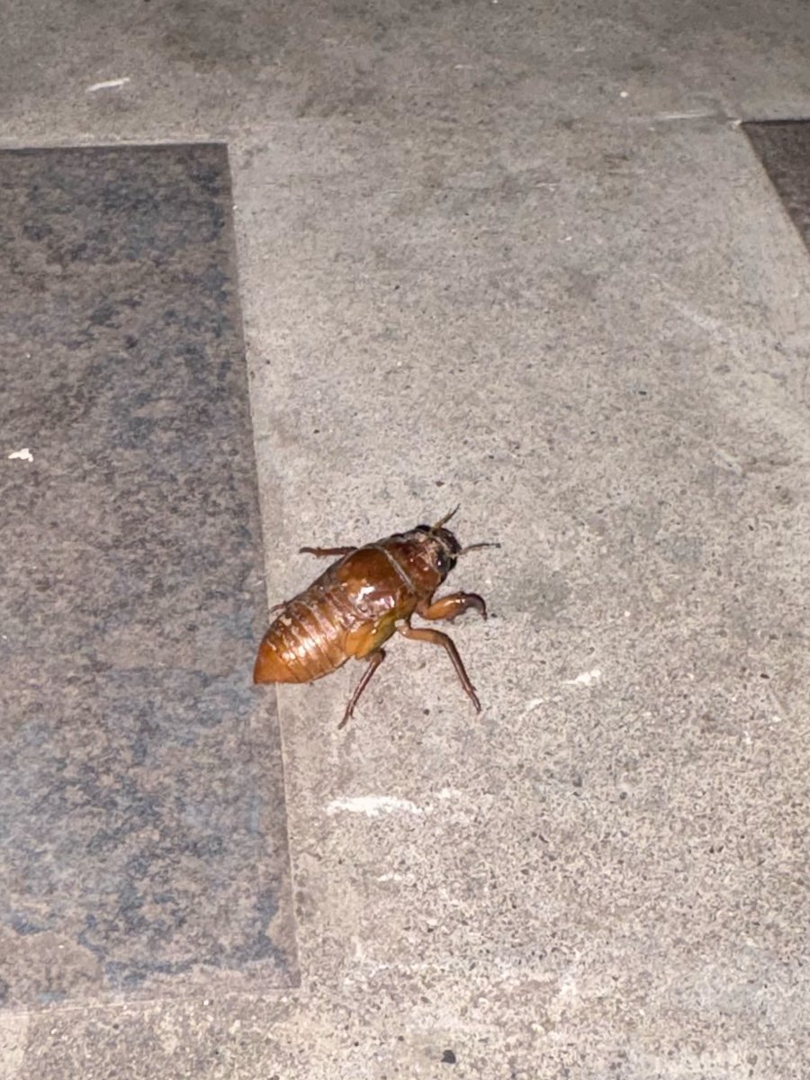toooooko_o's tweet photo. セミ注意⚠️

夜、帰宅時に玄関のコンクリートでよろよろと歩くセミの幼虫を発見。
そこは掴まるところないよ…！と、枝に掴まらせて植木鉢の月下美人に移動。

よじよじのぼって、上の方の葉っぱにくっついて止まった。
そこでいくんやな……がんばれ…………と3.40分ごとに見守り。 https://t.co/FHbmPhGvhL