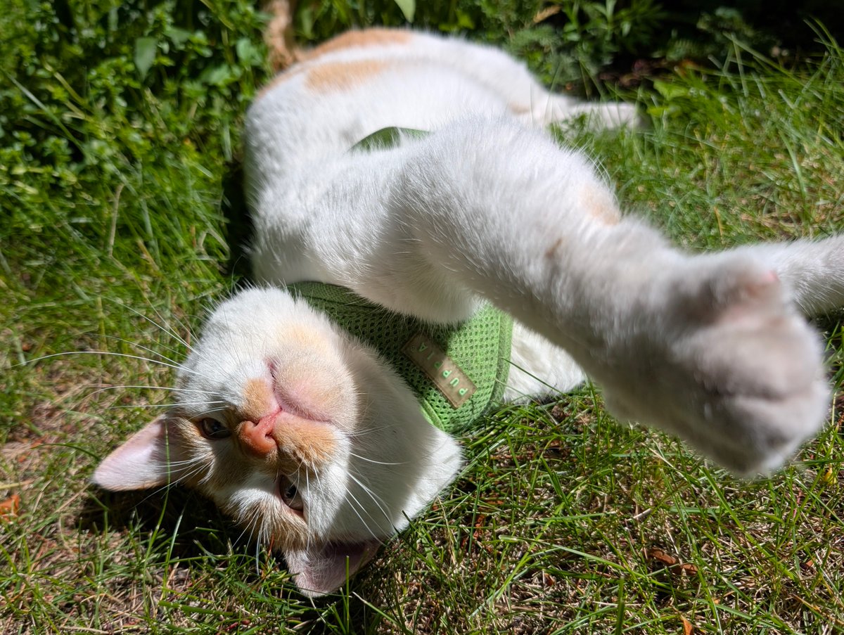 FartyCheddarCat's tweet photo. Sunbeam make
A sunny spot
I rolls awound
It nice and hot

Wen melt sets in
Da shade I seek
Den under shwub
I spy and peek

#CheddarPoetry #SunbeamHotToday #INotWantsToTurnIntoPuddil #DenMamaGottedBadHurtyHedAgen #NoFair https://t.co/QibCInVumP