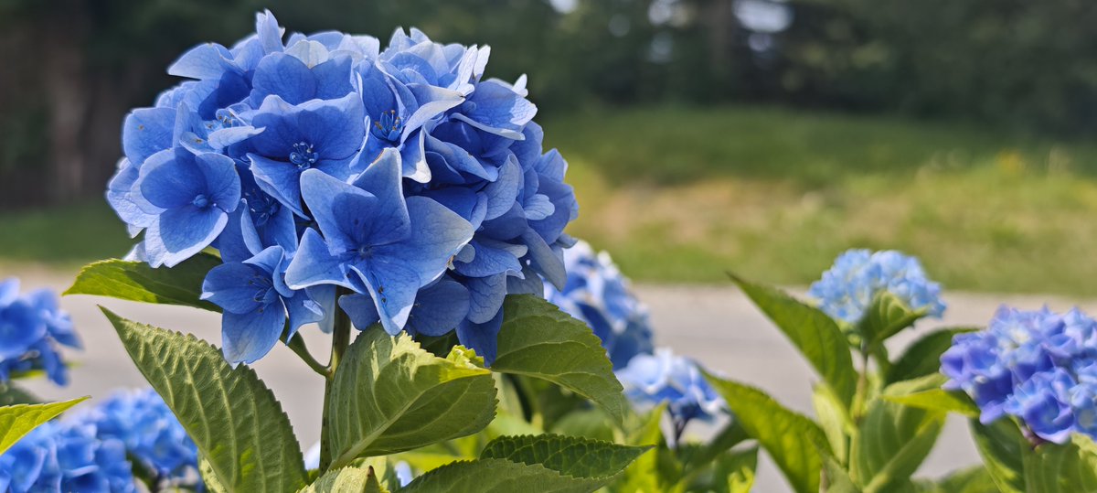 Viola tweet media