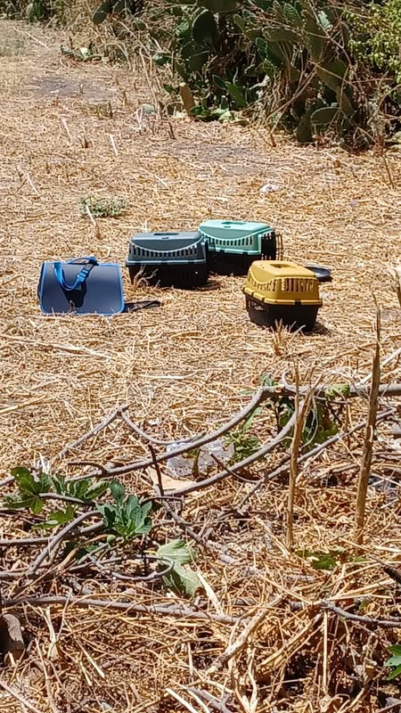 MarcelloCresce2's tweet photo. Gattini abbandonati sotto il sole a 40 gradi. Se dovessi scrivere quello che penso addio Twitter. https://t.co/LJ6WIMn6qO