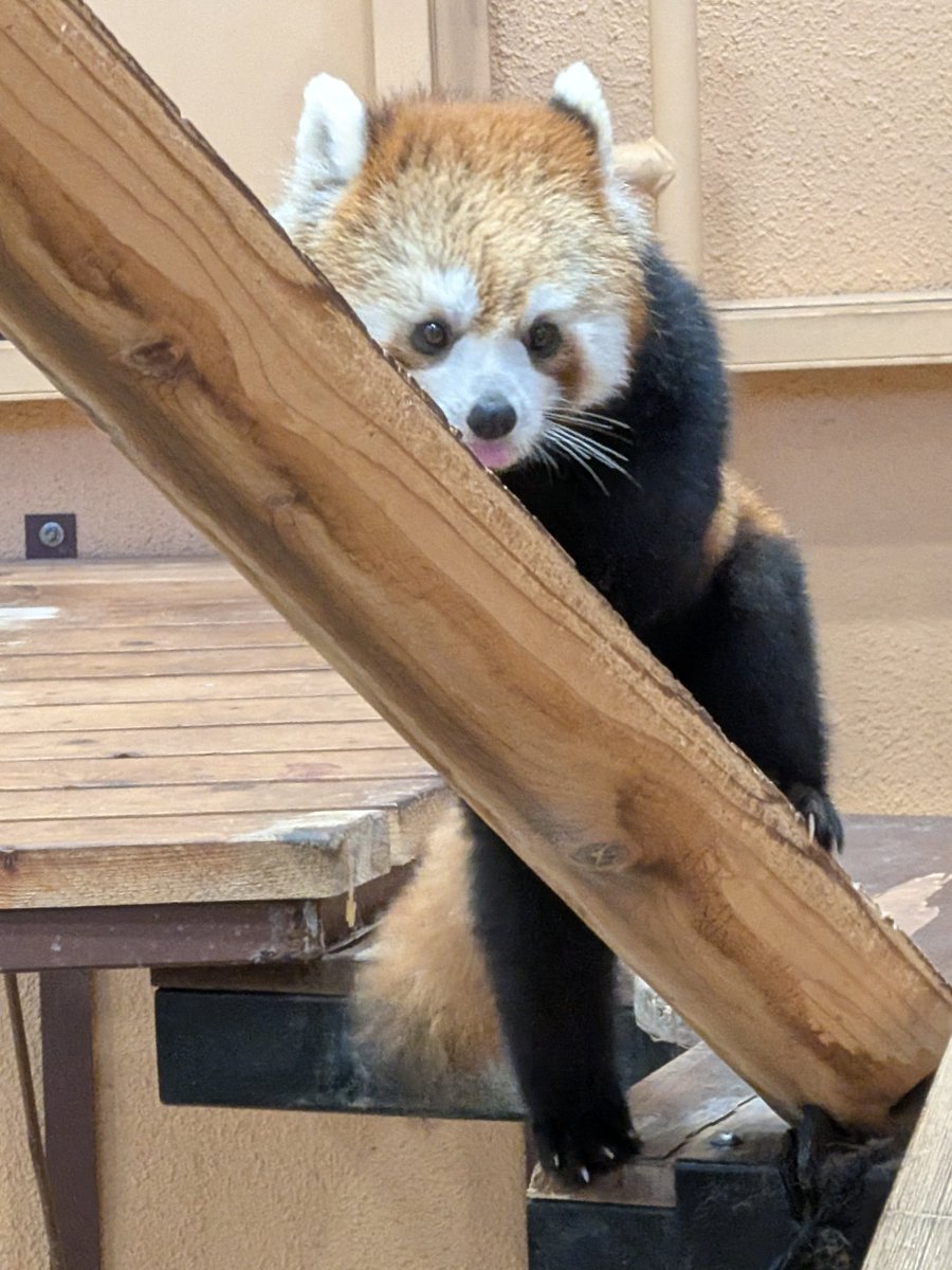 0701comugi's tweet photo. ななこちゃん、可愛いしか出てこんさね💞
#日本平動物園
#レッサーパンダ
#ななこ https://t.co/BsF7JO5zdH