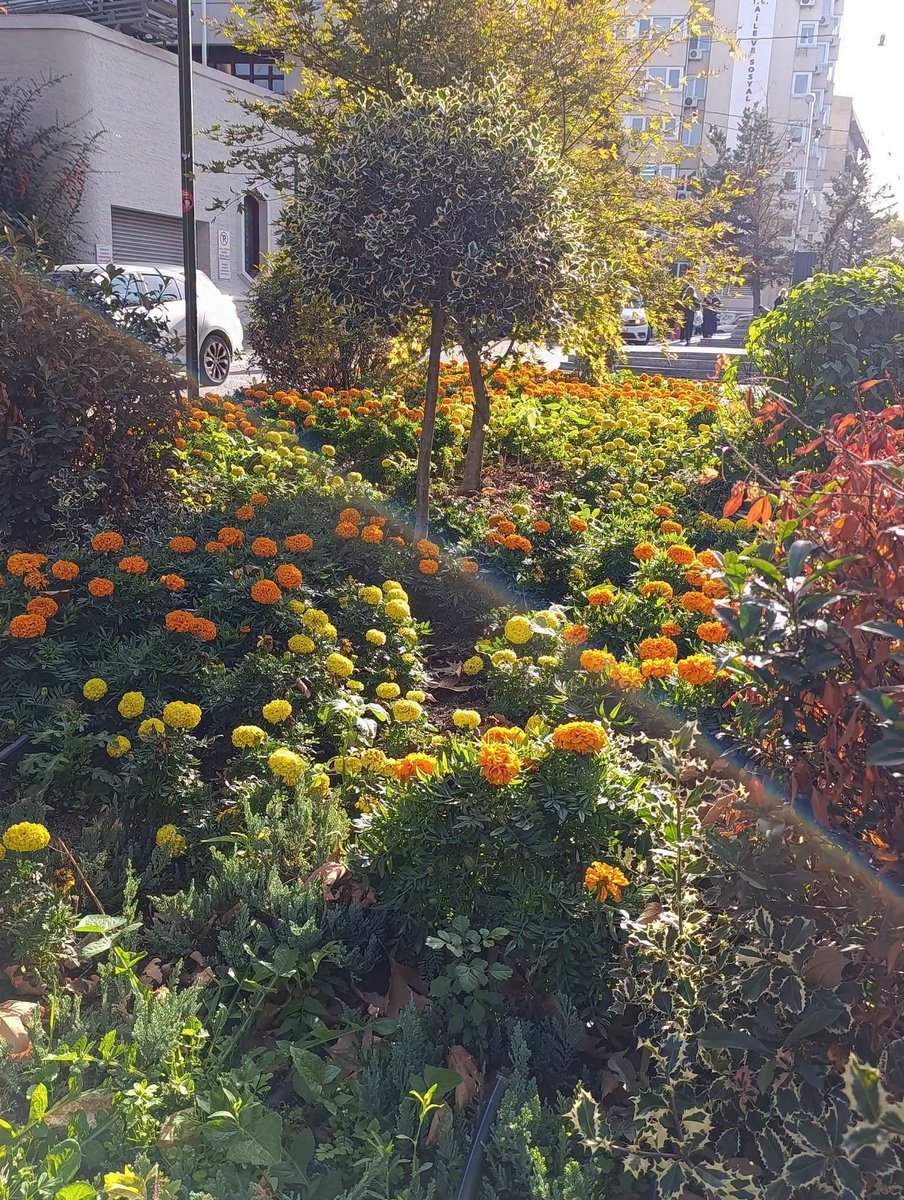 yamurtunal's tweet photo. 🌺
Yaz ikindisi https://t.co/pq2EPGnKUJ