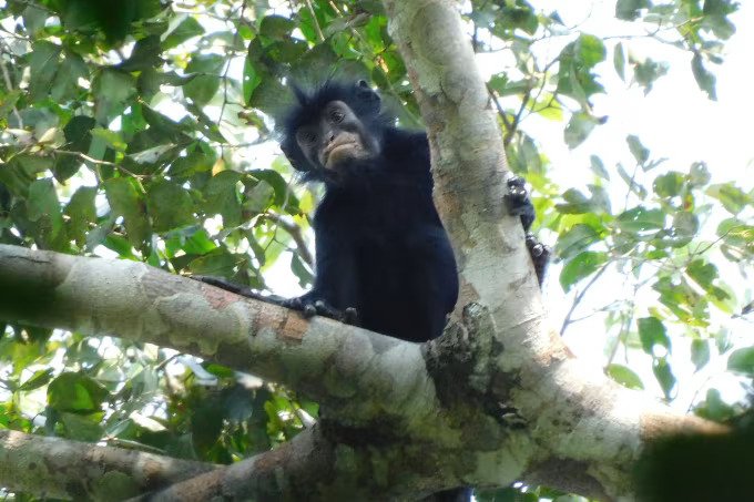 AnimalZoneikum's tweet photo. Scientists identify new monkey species with bright orange lips

The Lomami red colobus (Colobus congoensis) was recognized after DNA analysis and years of field research, with scientists warning its limited range could already place it at risk of extinction https://t.co/aZ90IVFHuv