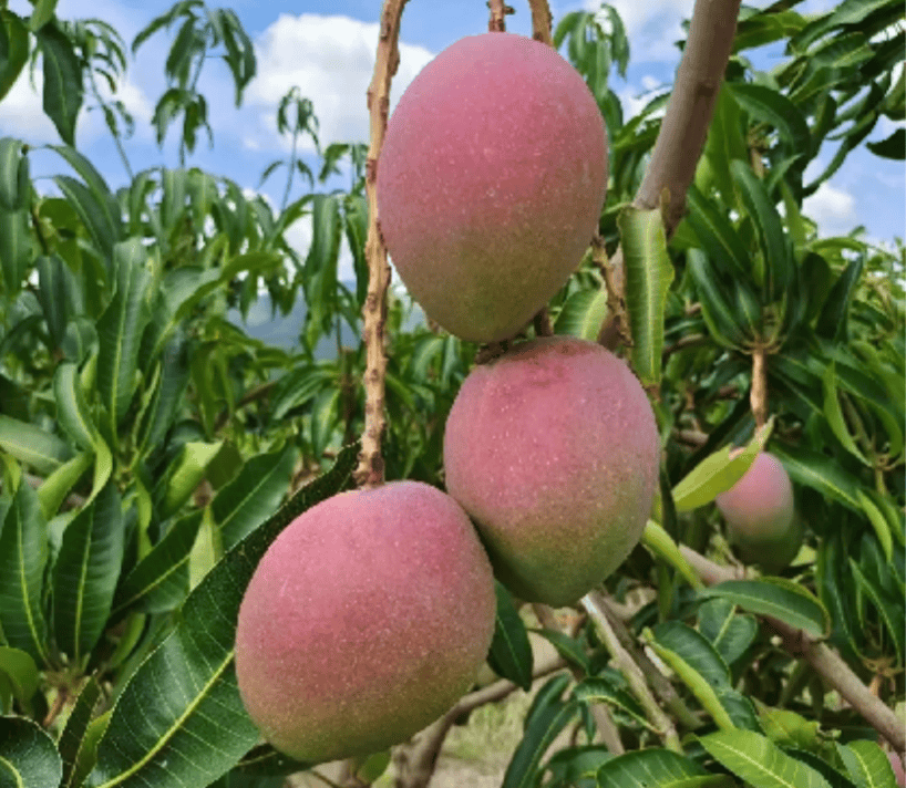 nicekimdo's tweet photo. Today my person left a half-eaten mango on the table just for me , small thing but my heart’s all warm now. https://t.co/bCtG63hFOT