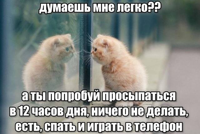 catsilcats's tweet photo. https://t.co/ObjoQSvRe1