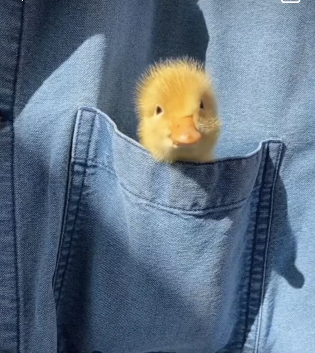 gentleescape's tweet photo. a pocket full of sunshine and a heart full of dreams https://t.co/8caYjgaQdI