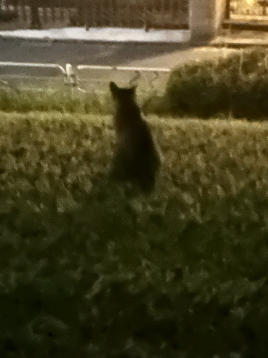 ysx_96's tweet photo. 深夜にランニングしてるとほぼほぼ猫いる https://t.co/HeWPACER6Y