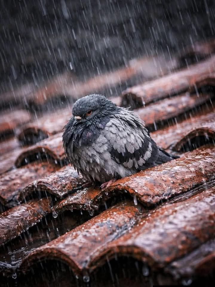 epmanolo's tweet photo. Lo bueno de las tormentas, es que no duran para siempre...
🙏 https://t.co/oO7WBRYGk1