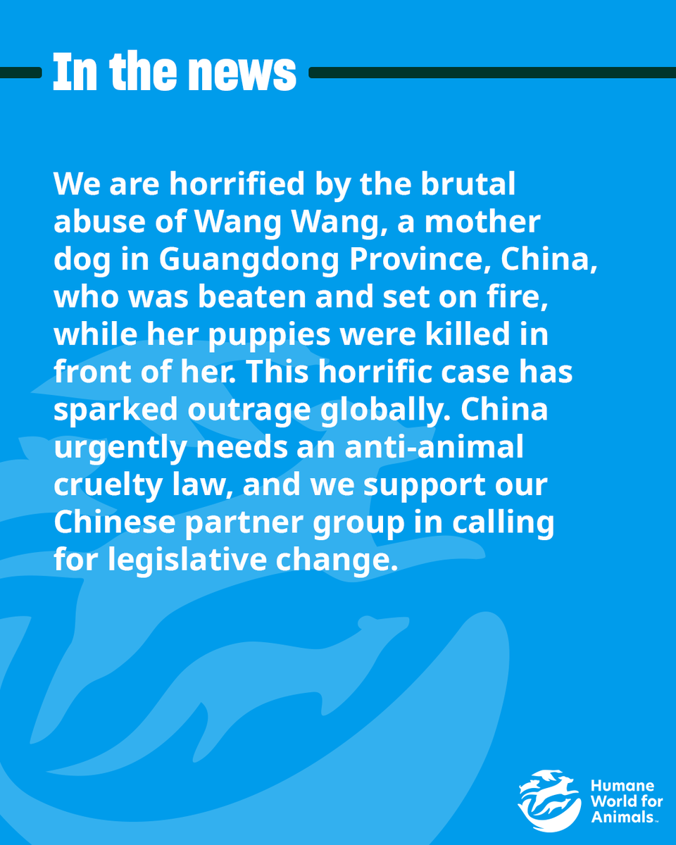 humaneworldorg's tweet photo. #JusticeForWangWang https://t.co/dxW6YKlUjn