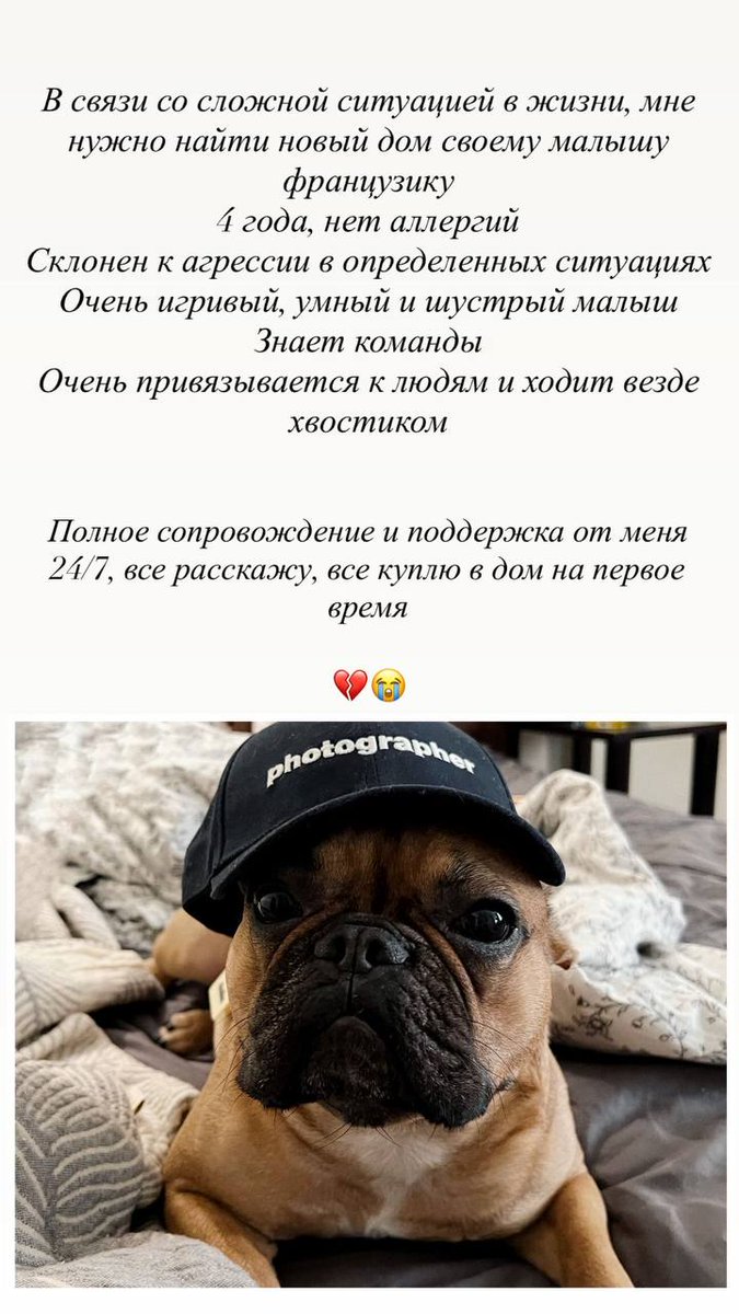 Alliluevna's tweet photo. Москва. СРОЧНО! Репост 🙏 У подруги развод, есть 2 собаки. Решили с мужем, что одна останется с ней, второй (француз) - с ним. Сейчас муж сообщает, что хочет усыпить его из‑за агрессии, дал НЕДЕЛЮ. Ищем хозяев, знающих породу, готовых к работе с кинологом. Пишите мне в лс (дм). https://t.co/Eau0qNXhmO