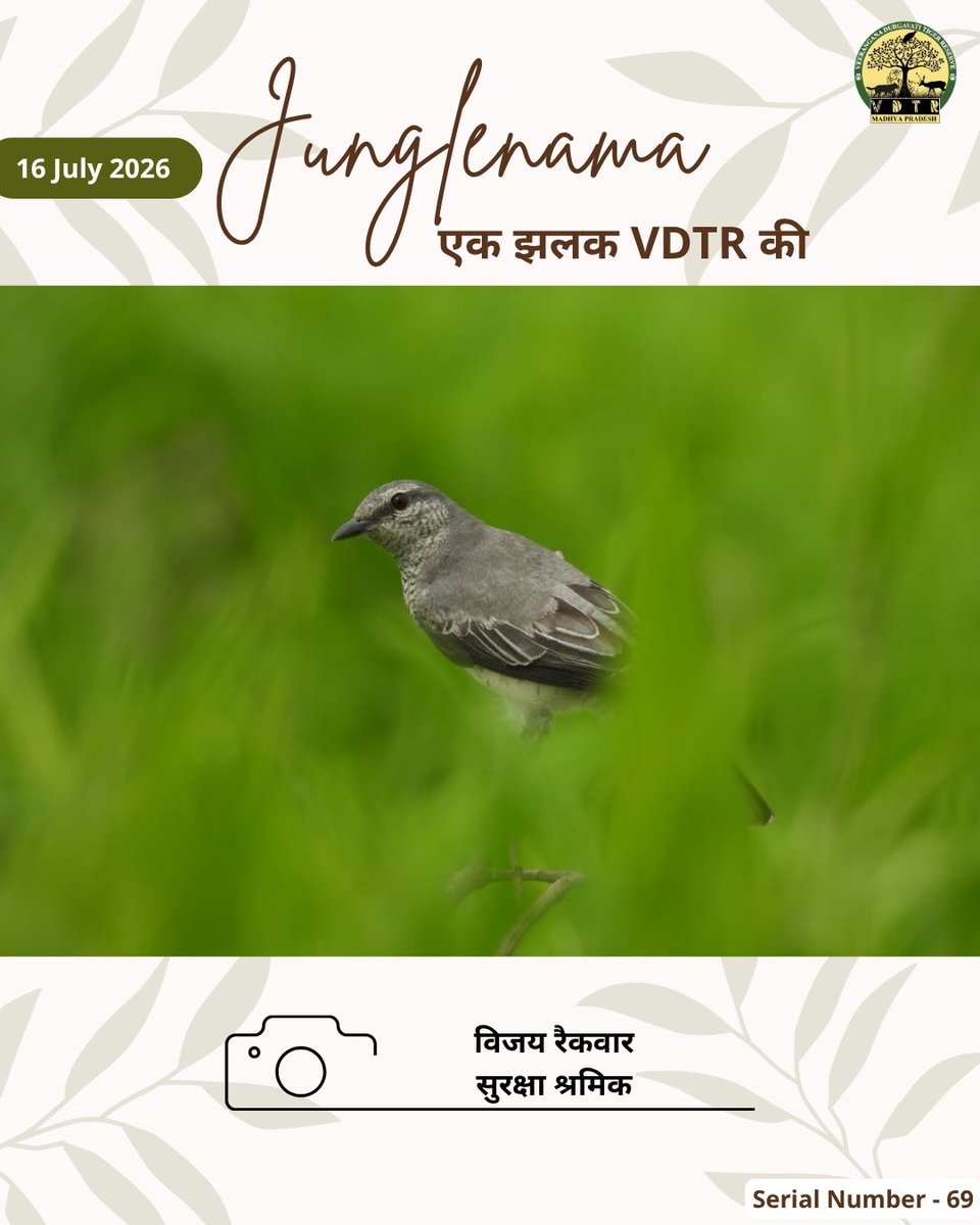 vdtrofficial's tweet photo. Junglenama | एक झलक VDTR की

मादा ब्लैक-हेडेड कुक्कूश्राइक (Female Black-headed Cuckooshrike) मुख्यतः कीटों का आहार कर वन पारिस्थितिकी तंत्र के संतुलन में महत्वपूर्ण भूमिका निभाती है।

Captured by - विजय रैकवार, सुरक्षा श्रमिक, नौरादेही.

#vdtr #birdwatching #wildlifephotograpy https://t.co/bT0aBln8c9