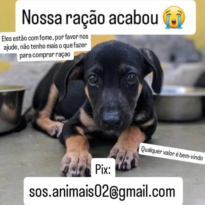 SOSPatinhas00's tweet photo. infelizmente não tivemos quase nenhuma doação hoje, está cada vez mais difícil continuar cuidando e resgatando os animais, não temos ajuda de nenhuma, fui atrás hoje pessoalmente e recebi vários não, q Deus nos ajude

Pix:

sos.animais02@gmail.com https://t.co/psZ2yVeTUE