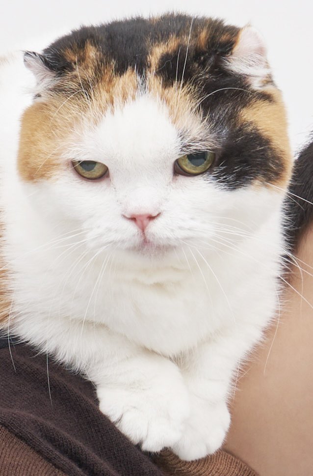 tenS2nico's tweet photo. 이 고양이 인스타 아시는분… 하루종일 아른거려서 살수가 없습니다.. 삼백안에 묘하게 먼거 같은 미간 뚱한 표정까지 스타성 미쳤다 https://t.co/Z7ZlDcDofg