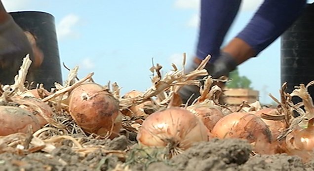 CuadernoAgrario's tweet photo. 🧅#COAG Sevilla denuncia el abandono de miles de kilos de #cebolla en el campo por los incumplimientos de #contratos y los #precios ruinosos
#Ley de #Cadena #Alimentaria
+info: https://t.co/c2j0PWwSEW https://t.co/iFSp0rYsTw