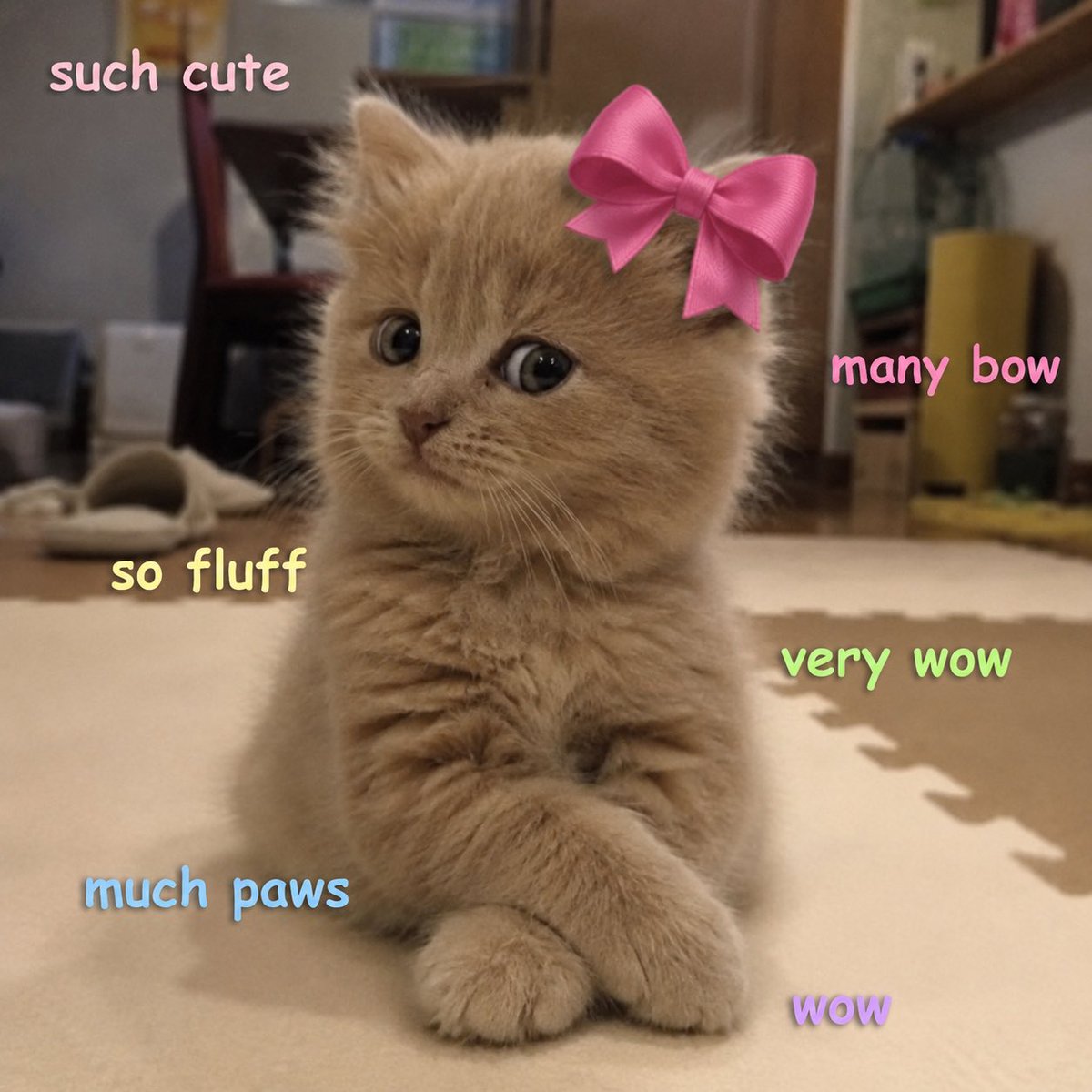 Bowcatcoin's tweet photo. @RobinhoodApp Roses are red, violets are blue, people love cats, and bowcat is cute https://t.co/ZIjzAGTE4b