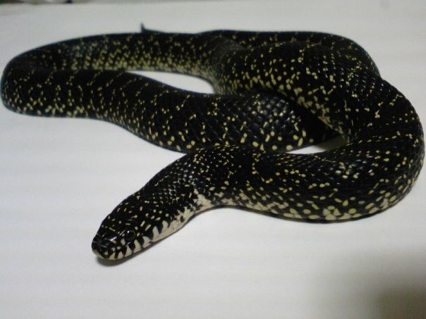 世界ヘビの日 だったのですか すっかり忘れておりました🐍🐉 過去の
