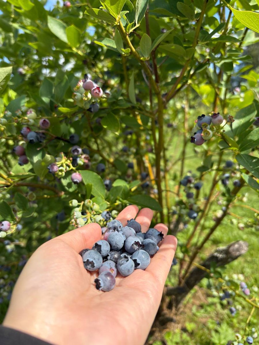 Cadan64709's tweet photo. The blueberries I picked with my own hands are so sweet🫐🫐I can't express how happy I am to see the ripe berries amidst the green https://t.co/2RaqcnPi0k heart is filled with joy❤️❤️
#blueberries https://t.co/FKUjj8epKM