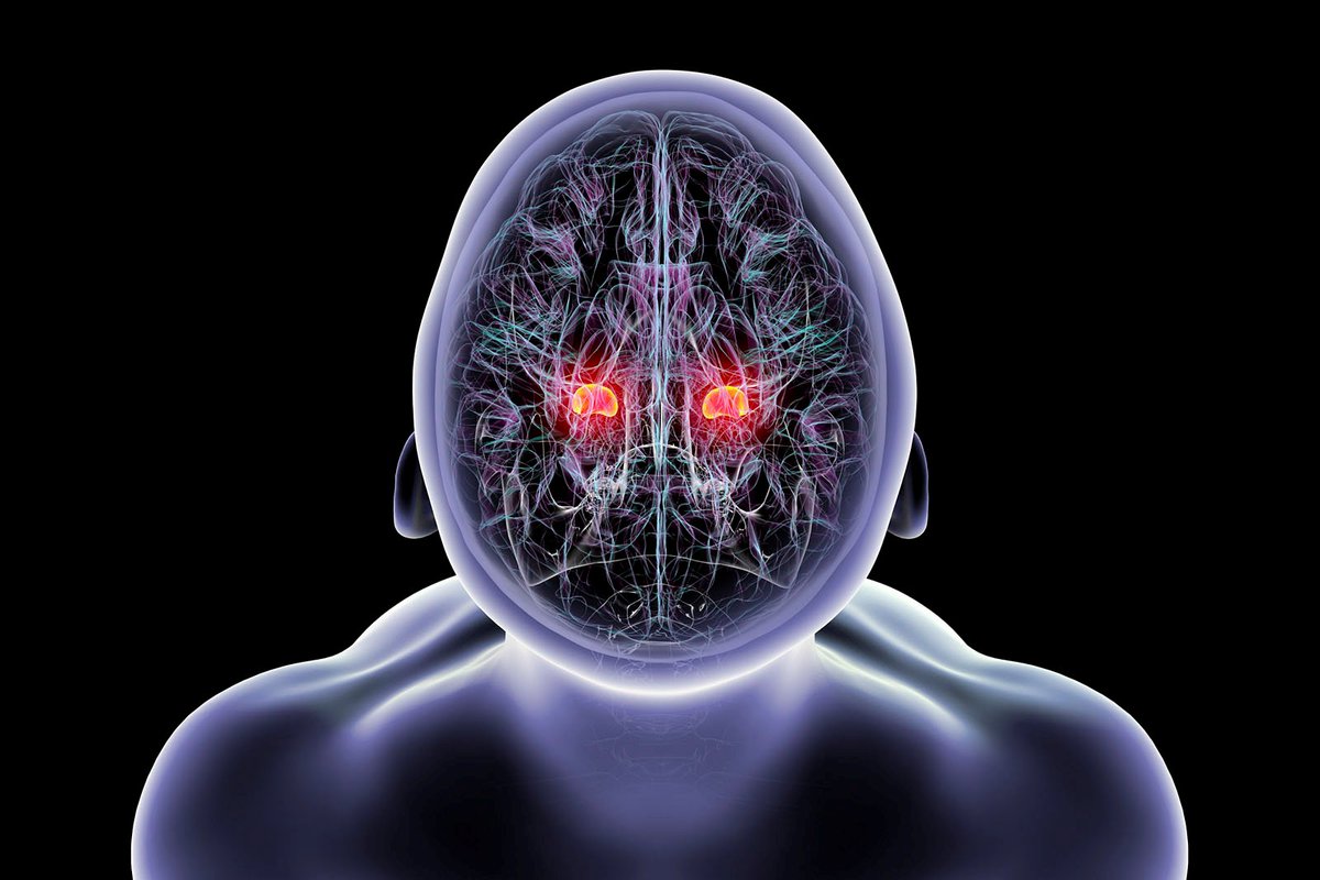 PNASNews's tweet photo. #MachineLearning tracked #neuronal patterns in mice that hint at the biological basis for #emotion in the #brain, helping to decode the path from neuronal activity to #behavior. In PNAS Journal Club: https://t.co/cPCScxZdYj

#amygdala #NeuralCode #neuron https://t.co/3ENquxLt0b