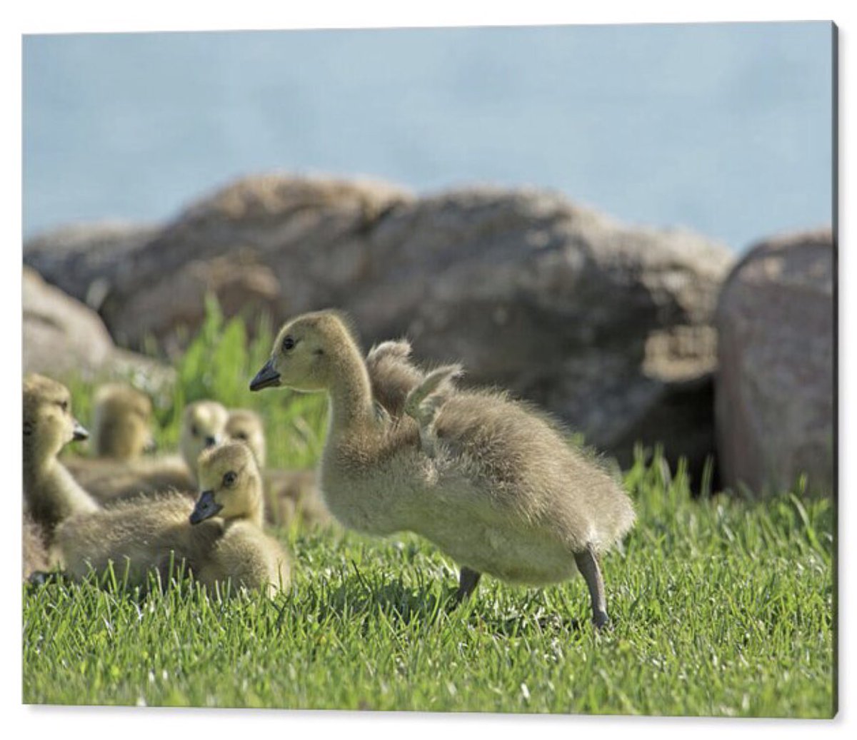 shonna99784's tweet photo. Cleared for takeoff, even if the wings haven’t quite arrived yet. Someone is running on absolute attitude!
🛒 Wings Up, Fluff Out - Canada Goose Gosling https://t.co/8CdgfACNY2
#CuteAnimals #Gosling #CanadaGoose #KempenfeltBay #WildlifePhotography #Waterfowl #BuyIntoArt https://t.co/iXdT4dzp6s