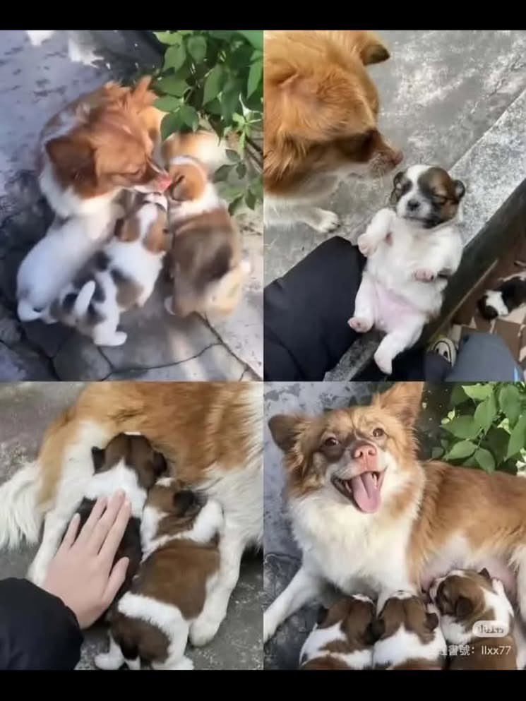 水沢レイン(俳優)制限中⁉️就職中特撮ジサリスのエスピス役 #動物虐待反対 #保護猫 と暮らしてます tweet media