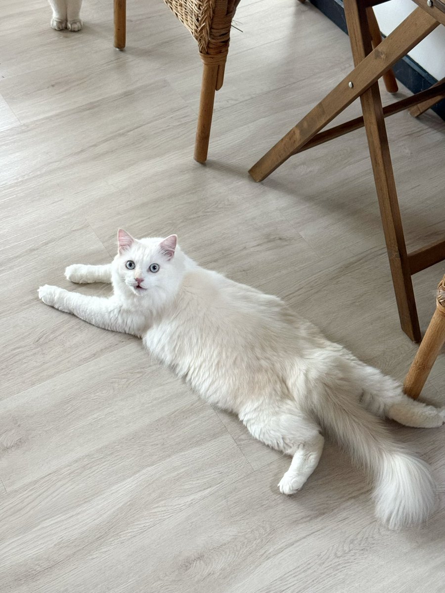 Bonusiie's tweet photo. ชั้นน่าจะรู้ว่านางมีของตั้งแต่สู้กับงูแล้วรอดมาได้ ไม่น่าไปหลงเชื่อในใบหน้าซื่อๆตอนประกาศหาบ้าน ตอนนี้คือเป็นนักเลงประจำบ้านไปละ https://t.co/ZFmbwZrZYj