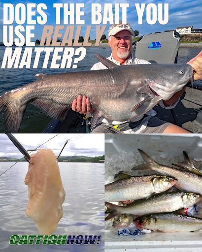 CatfishNOW1's tweet photo. Bait or presentation โ which one actually matters more?
We posed that question to professional catfish guides across the country, and the answers weren't as cut-and-dried as you'd think.
https://t.co/N0aL0VwwoX
#CatfishNOW #Catfishing #CatfishBait #FishingTips #CatfishGuides https://t.co/Cw2YzTMNHm