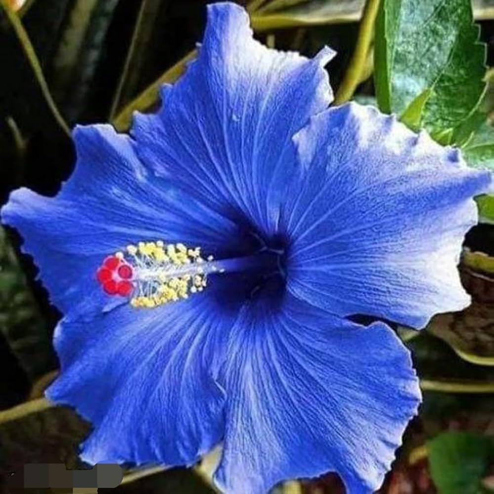 NightSkyToday's tweet photo. 🚨: A Rare Blue Hibiscus has appeared in Hawaii for the first time in ten years. https://t.co/xz2g8nTc9N