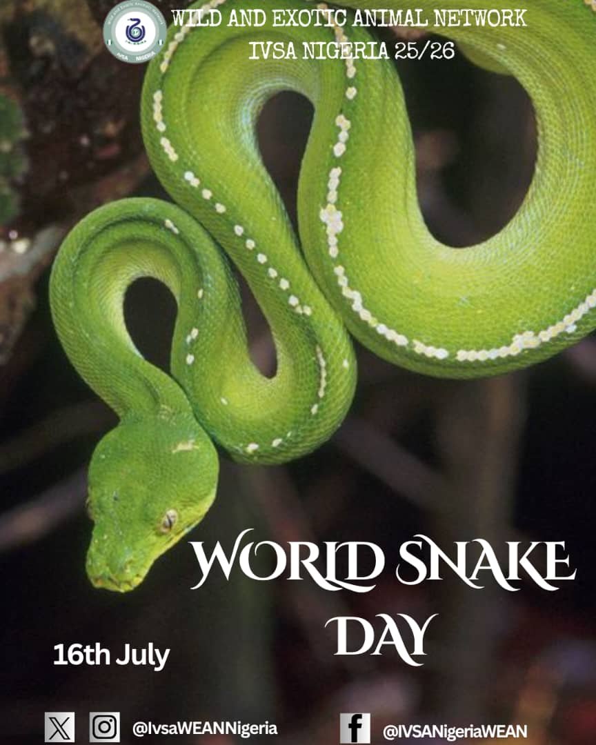 IvsaWeanNIgeria's tweet photo. It's World Snake day, a day to celebrate the most misunderstood reptile in Nigeria and most parts of the world.

Below are 6 Snake Myths VS Facts 

Tag someone you know who loves or misunderstands snakes below. 👇👇 https://t.co/sj1xoTg4lR