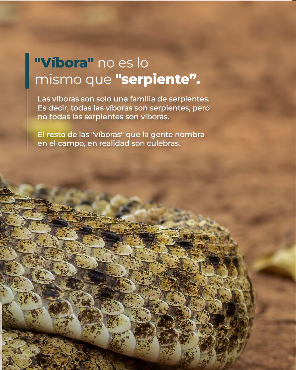 ANLA_Col's tweet photo. Las serpientes son mucho más que un susto en el camino. 🐍 Controlan plagas, mantienen el equilibrio de los ecosistemas y cargan con una mala fama que no siempre merecen. https://t.co/IsBWU1A2or