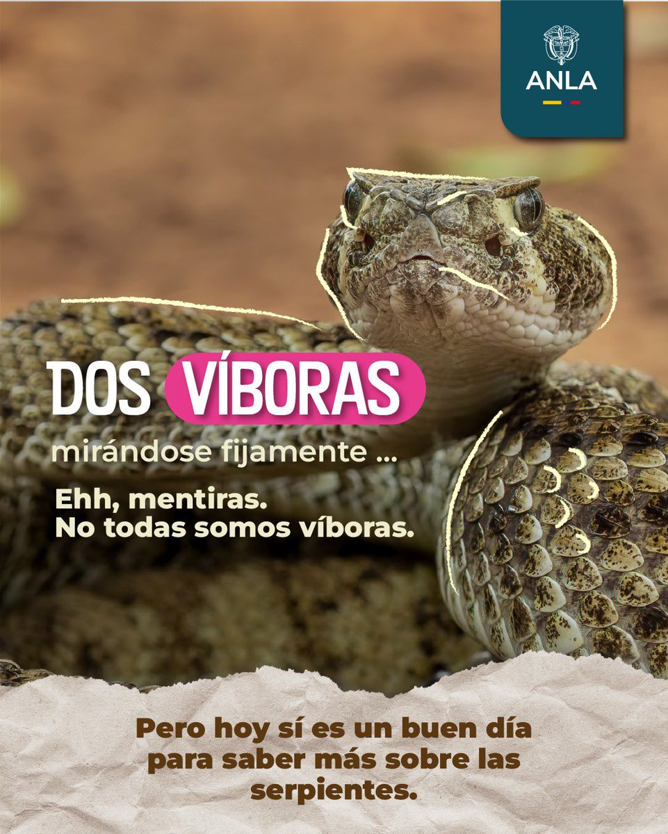 ANLA_Col's tweet photo. Las serpientes son mucho más que un susto en el camino. 🐍 Controlan plagas, mantienen el equilibrio de los ecosistemas y cargan con una mala fama que no siempre merecen. https://t.co/IsBWU1A2or
