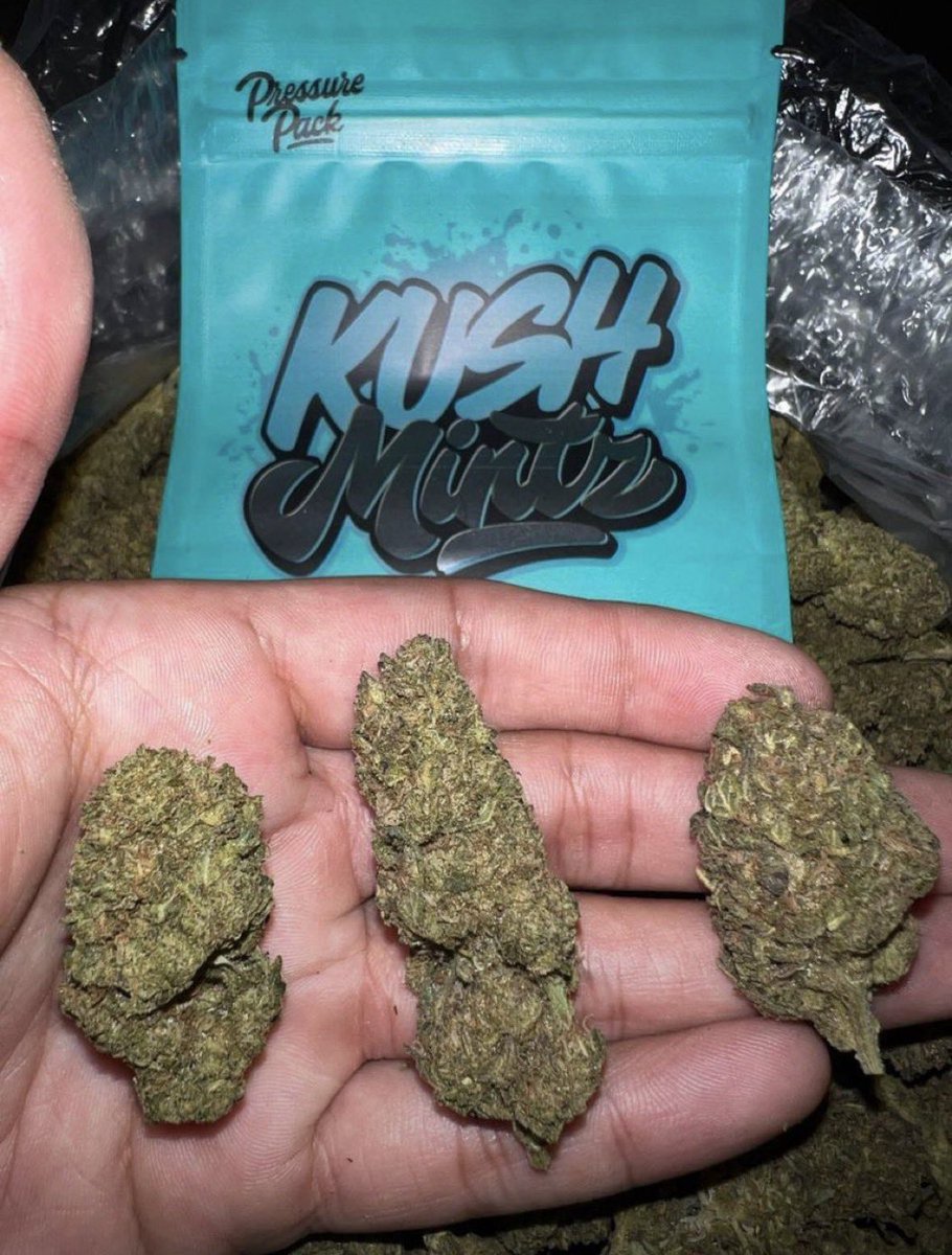 Trapschola12c's tweet photo. Kush Mintsπ₯π₯
Hit me up on tele
https://t.co/NSpCD4EfS8
NEED SOMETHING ELSE?
SHOP ON MY DISCORD πͺ
https://t.co/ZDhe3I17HQ
#houstonplug #weed #houstonmeets #houstonbestplug #zaza #springplug #420community #drugtwt #pills https://t.co/7gMky9crKD