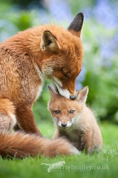 owlinfochannel's tweet photo. Tell me your story with your fox. https://t.co/nyKRQtQsHj