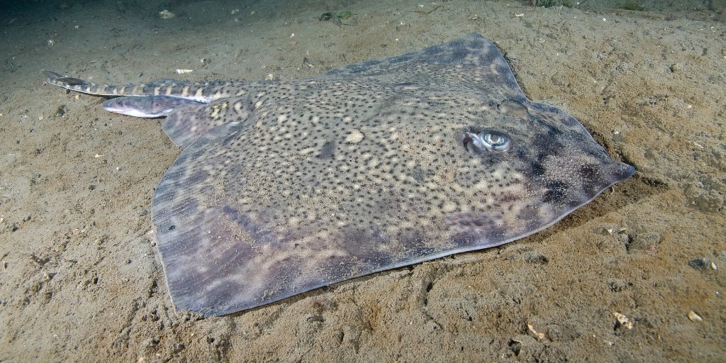 The_MMO's tweet photo. Did you know many species we call "rays" are actually skates?

A new post with @SharkTrustUK, highlights species in the Southern North Sea and Channel skates and rays FMP and explains why identification and handling matter. 

🔗 https://t.co/tZBsYEtH4f

 #FisheriesManagementPlans https://t.co/sh2D3zDyip