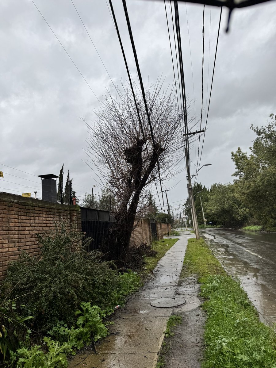LorCastro's tweet photo. @CGE_Clientes @IMTalca camino La Viña altura 48 oriente árbol apoyado en cables eléctricos. Estamos con baja de voltaje y cortes. Hace rato ese árbol debió salir de ahí. https://t.co/YHJtaUFWXX