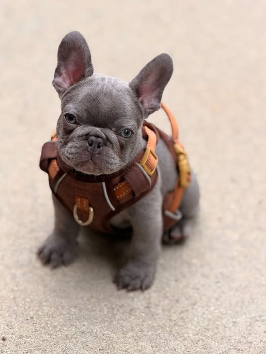 frenchielover01's tweet photo. https://t.co/DXgxLTqqpa