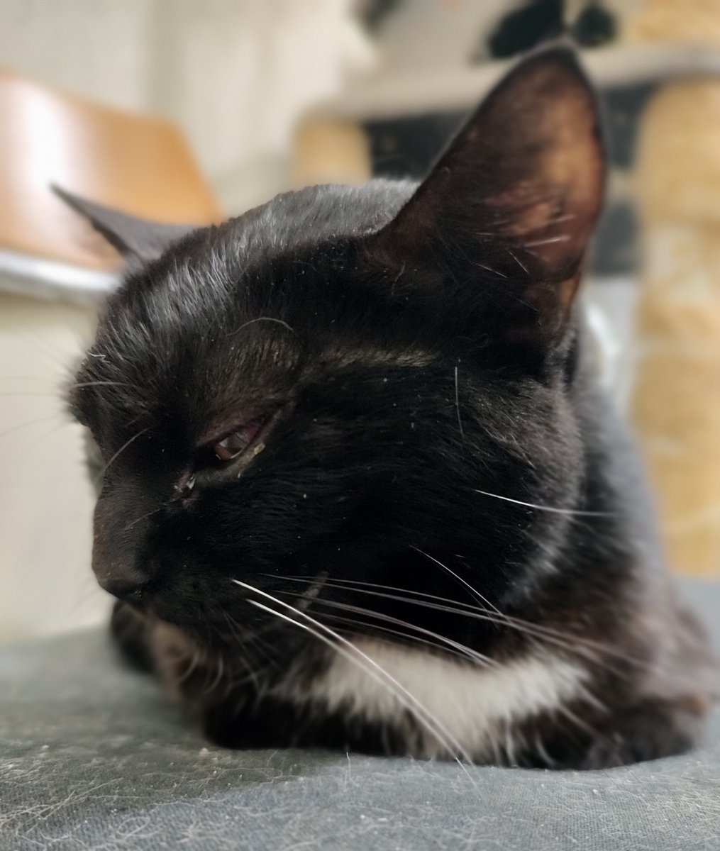 RosaneFarkas's tweet photo. Pretinha é uma gata mto guerreira. Até hj me surpreendo com a força e a vontade de viver q ela tem.Ontem a noite,quando cheguei do trabalho ela ficou me seguindo pelo quarto querendo carinho. Tava mto frio e uns bjinhos e carinhos era oq ela queria💕. Nos ajude a salvar essa🐱🥹 https://t.co/ZRWZ67Frdy