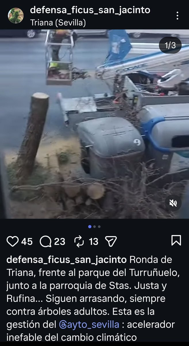 eveliarincon's tweet photo. Creo que es necesario acabar con las manipulaciones en redes, y más cuando vienen de personas que constantemente están menospreciando la labor de los técnicos y expertos de parques y jardines de @Ayto_Sevilla.

Este árbol que hoy ha publicado en redes @ficussanjacinto (⬇️📸) tiene su ficha de seguimiento que se actualiza (⬇️📸) y en ella se recomienda el apeo.

Se retira porque está completamente seco. Y lo más triste, es que quien graba el video lo sabe porque vive justo en frente y ha visto como se encontraba.

Le dejo la ficha y las fotos del árbol seco.

Es importante ser rigurosos en estos temas, como lo son los técnicos de parques y jardines.

Saludos.