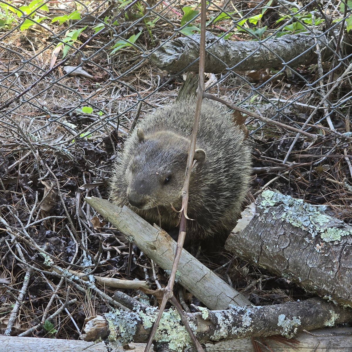 TheOneTrueDoug's tweet photo. On today's episode of what has doug gotten into now. My dog found a groundhog. Look how cute it is! Tried to pet it... results failed. She ran off.  Just like my love life i cant tame wild creatures 🤣 https://t.co/56RmXHnxyu