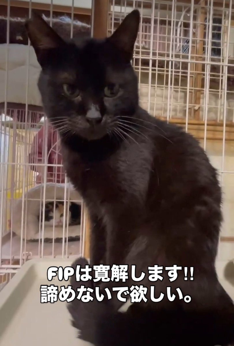 KsYhpQyRT44s7tN's tweet photo. 皆様に助けて頂いた
黒猫チョロ…。

食欲不振、ガリガリに痩せ
免疫力が落ちて耳に真菌
黄疸のオシッコ😖
でした。

体重がかなり増えて
すごく元気😊

一気におデブになりました🤗

来週再度、蛋白分画検査をします。 https://t.co/0WbcV75V18
