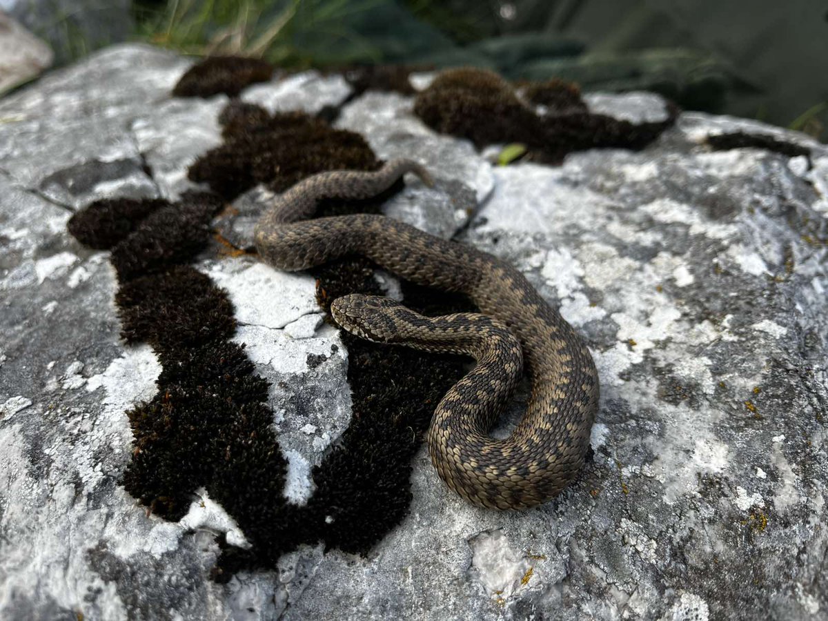 bhhu_atra's tweet photo. Sssretan Sssssssvjetski dan zzzmija🐍 U Bosni i Hercegovini živi ukupno 14 vrsta zmija, a samo su 3 otrovnice: poskok, šarka i šargan. 🤩 
📸: Emina Šunje https://t.co/esKUoVxBtp