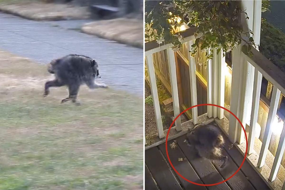 nypost's tweet photo. Mutant creature named 'Jimothy' stalks Seattle - and becomes local celebrity https://t.co/qGrp5xpfqp https://t.co/fOU0P7cpO5